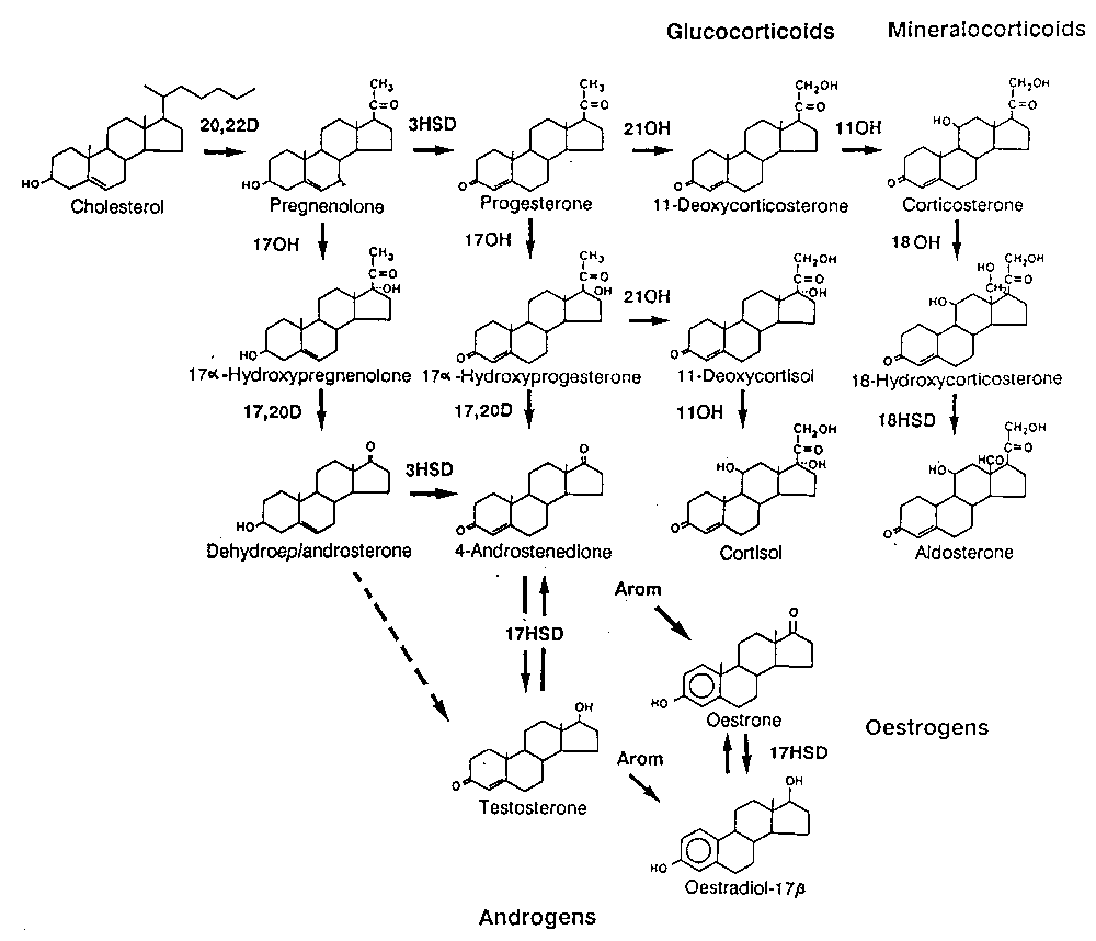 steroid hormones