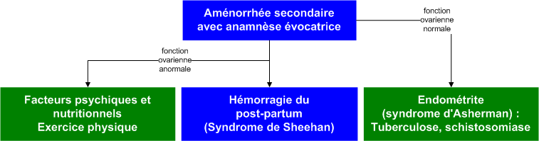 Amenorrhea_suggestive_history