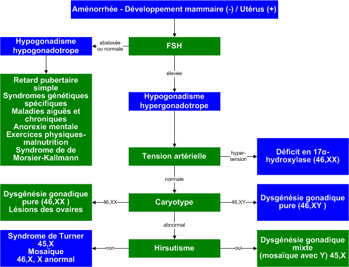 Amenorrhea_Breast-Uterus+