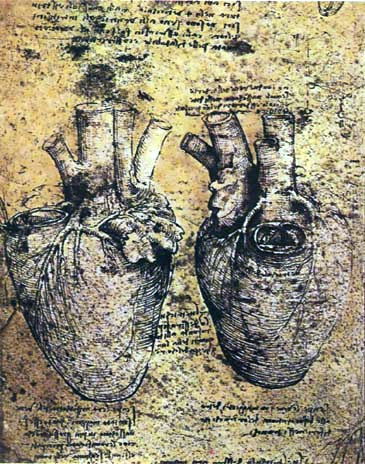 Leonardo da Vinci - Anatomical drawings - Heart