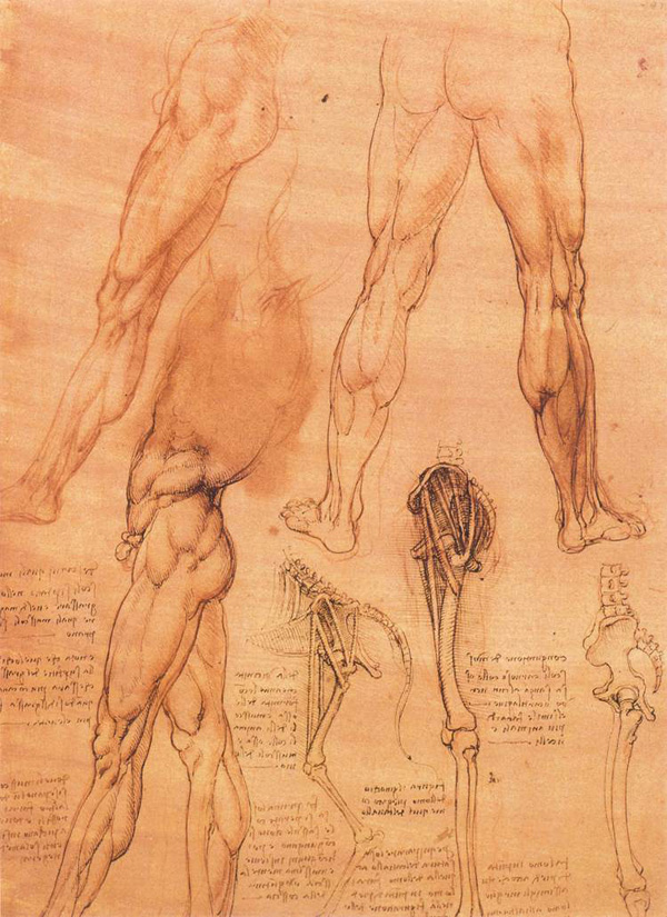 Leonardo da Vinci - Anatomical drawings - Legs