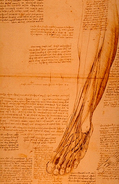 Leonardo da Vinci - Anatomical drawings - Legs