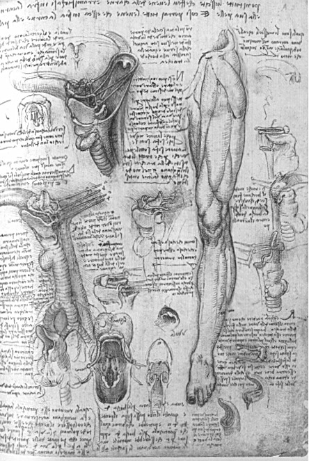 Leonardo da Vinci - Anatomical drawings - Sketch