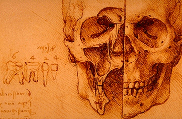 Leonardo da Vinci - Anatomical drawings - Skull