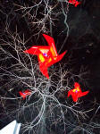 Les illuminations de Noël dans les rues de Genève - Blaise Bourrit