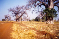 Fra Fiorenzo - Hôpital St. Jean de Dieu - Tanguiéta, Bénin