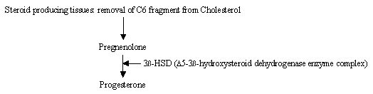 biosynthesis_progesterone.gif (2458 octets)
