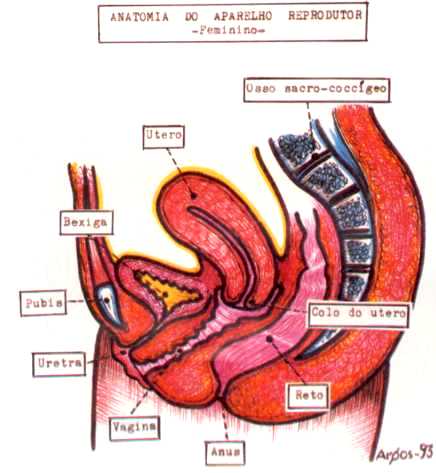 Female Internal Genitalia