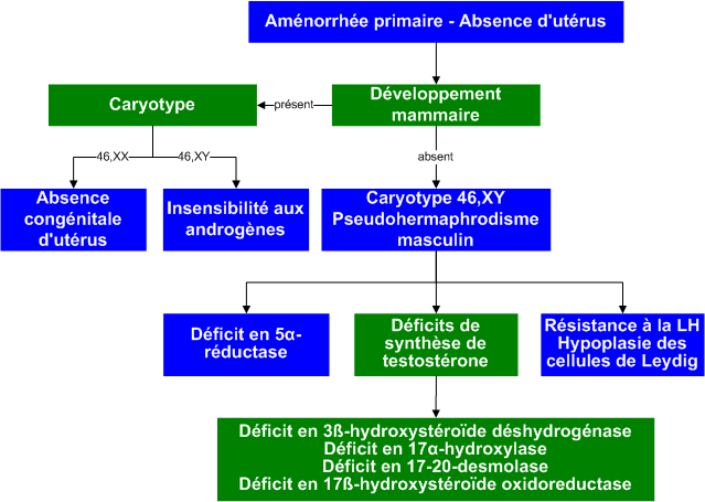 Amenorrhea_absent_uterus
