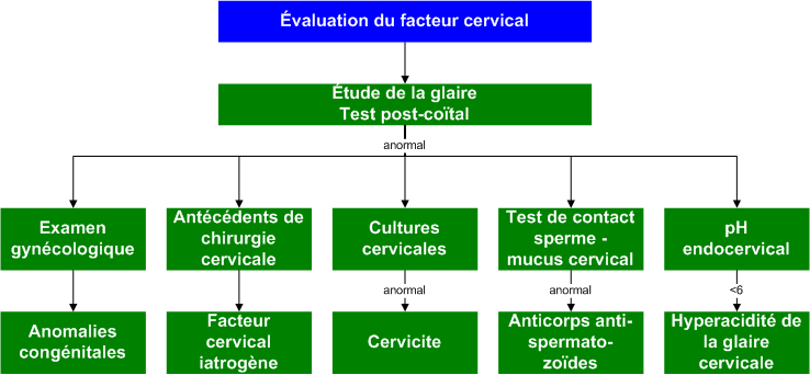 Cervical_factor
