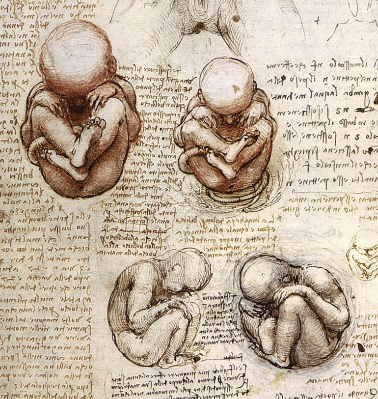 Leonardo da Vinci - Anatomical drawings - Fetus