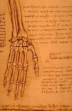 Leonardo da Vinci - Anatomical drawings - Hands