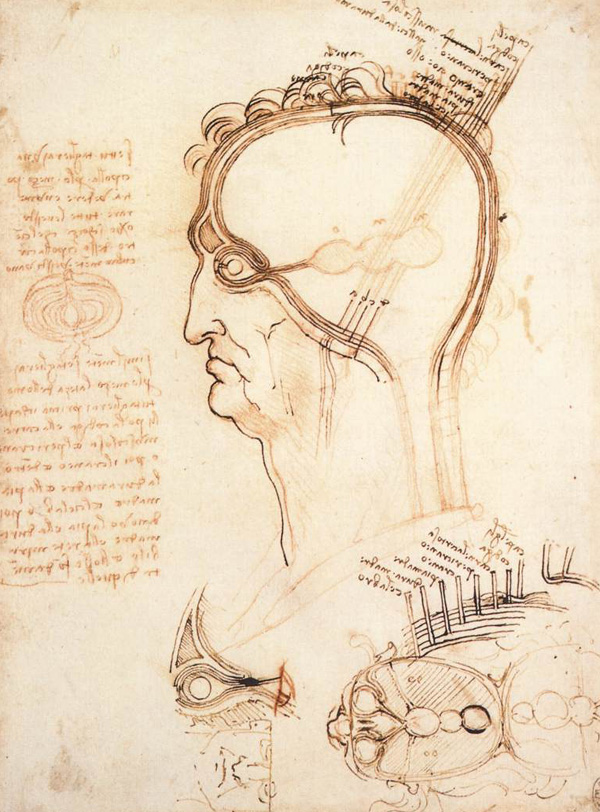 Leonardo da Vinci - Anatomical drawings - Head