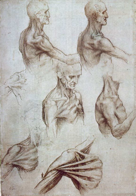 Leonardo da Vinci - Anatomical drawings - Muscles