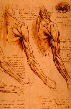 Leonardo da Vinci - Anatomical drawings - Muscles