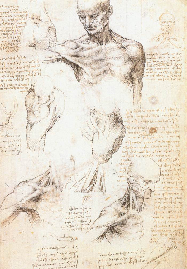 Leonardo da Vinci - Anatomical drawings - Shoulder