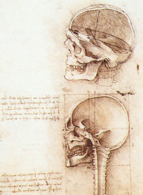 Leonardo da Vinci - Anatomical drawings - Skull