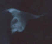 polype1a.jpg (20938 octets)