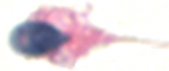 r.cyto17.jpg (8900 octets)