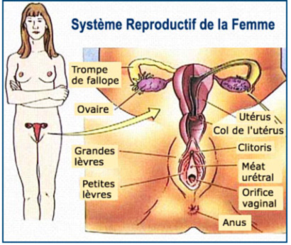 Système reproductif de la femme