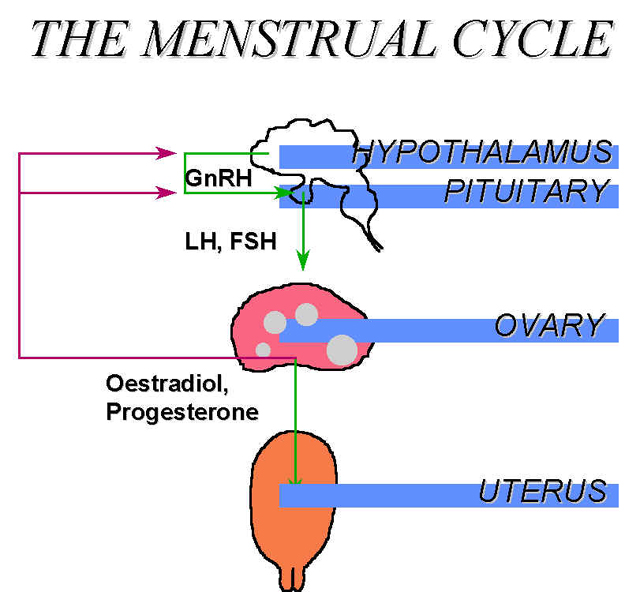 wpeE.jpg (56007 octets)