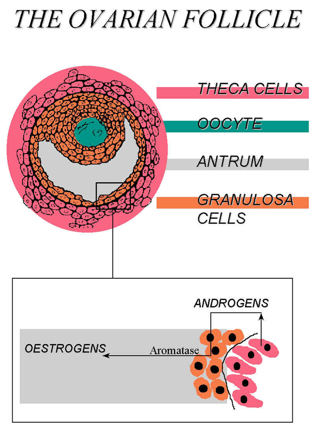 wpeF.jpg (105800 octets)