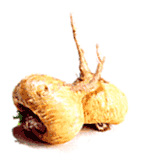 Maca (Lepidium meyenii)